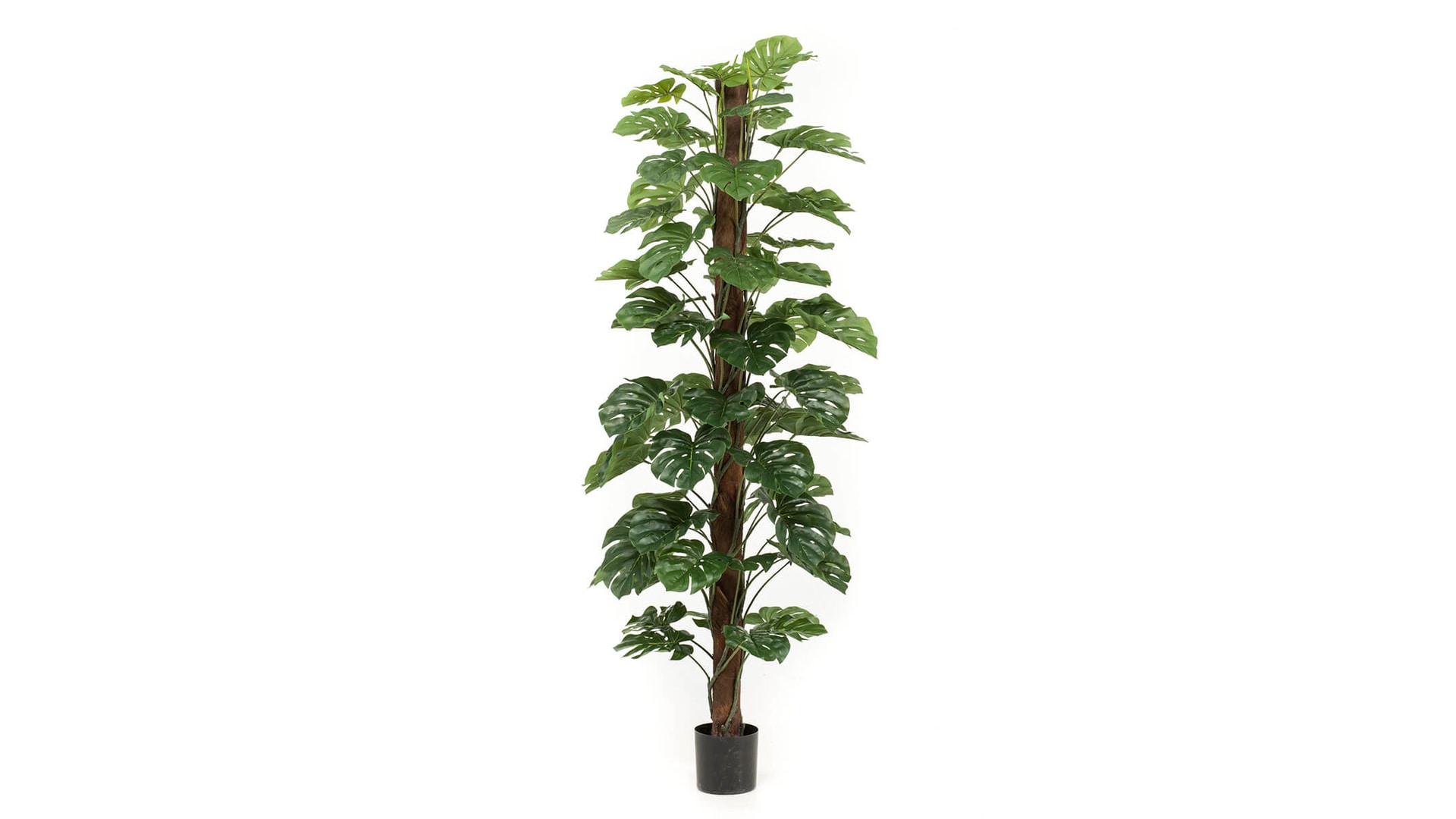CJ Decor plantas,CJ Decor arvores,CJ Decor floresCJ Decor verde